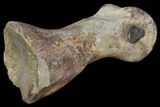 Tyrannosaur Toe Bone - Alberta (Disposition #-) #97055-2